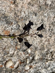 Nemesia bodkinii
