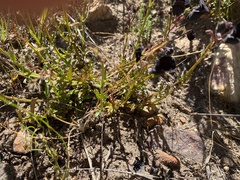 Nemesia bodkinii