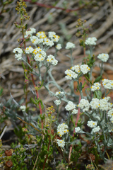 Helichrysum crispum