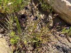 Nemesia bodkinii