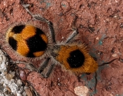Dasymutilla cressoni
