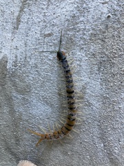 Scolopendra polymorpha