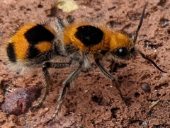 Dasymutilla cressoni
