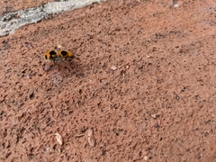 Dasymutilla cressoni