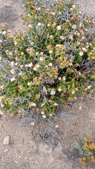 Berkheya spinosa