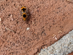 Dasymutilla cressoni