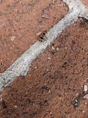 Dasymutilla cressoni