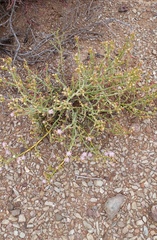 Mesembryanthemum junceum