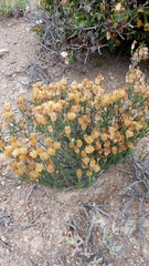 Pteronia glomerata