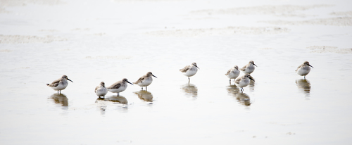 Dunlin