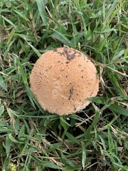 Saproamanita manicata