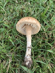 Saproamanita manicata
