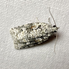 Acropolitis canana