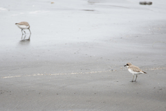 Charadrius leschenaultii leschenaultii