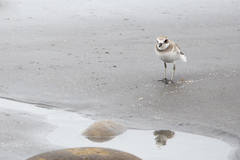 Charadrius leschenaultii leschenaultii