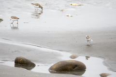 Charadrius leschenaultii leschenaultii