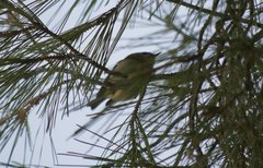 Regulus ignicapilla