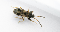 Scolopostethus affinis