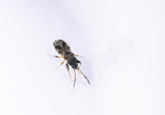 Scolopostethus affinis