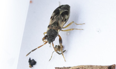 Scolopostethus affinis