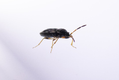 Scolopostethus affinis