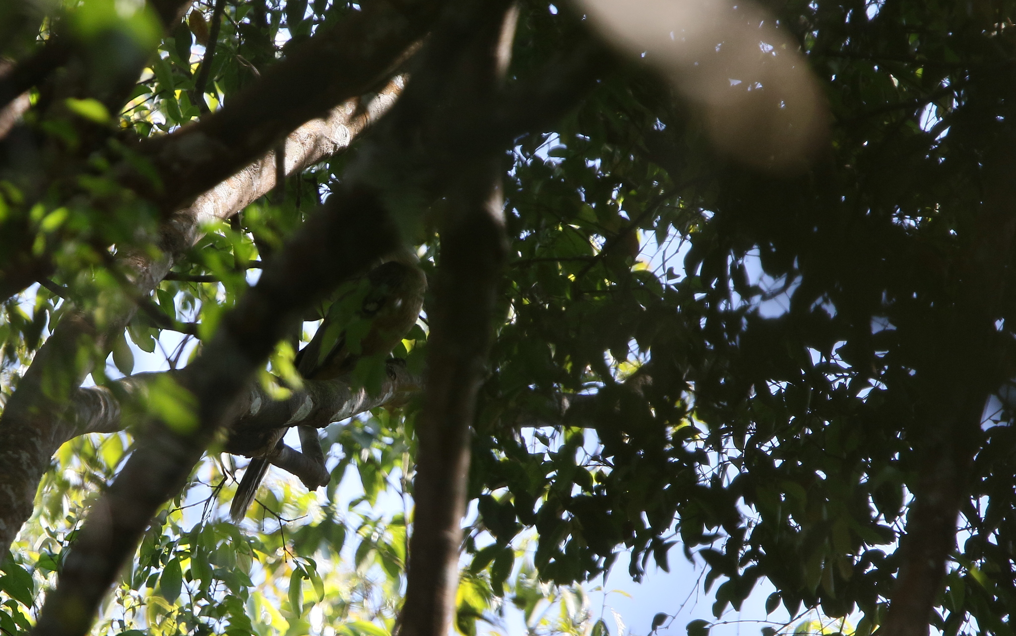 Austen's Brown Hornbill (Anorrhinus austeni), photo 5