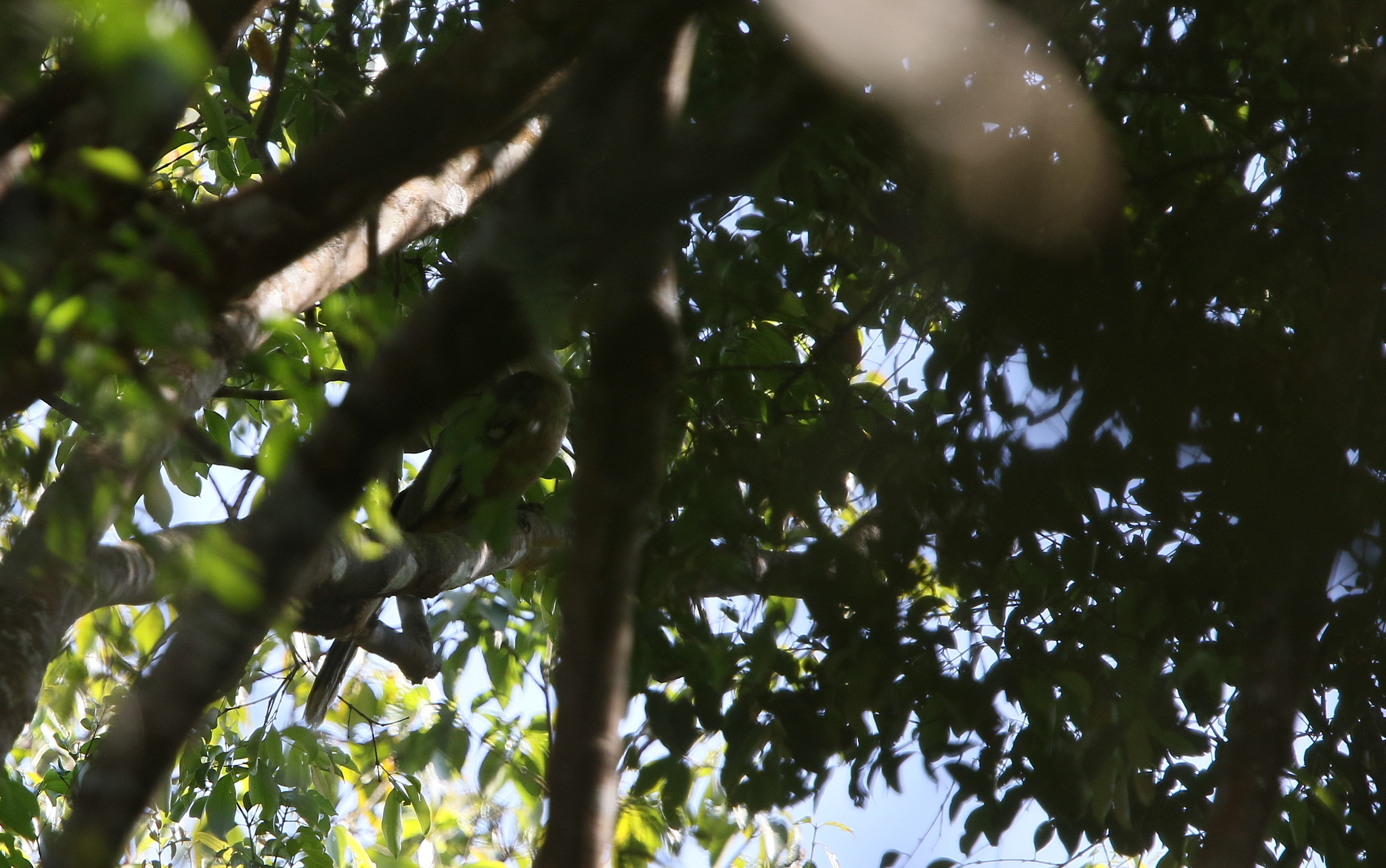 Austen's Brown Hornbill (Anorrhinus austeni), photo 6