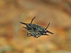 Gasteracantha mengei