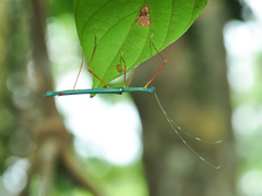 Marmessoidea rosea
