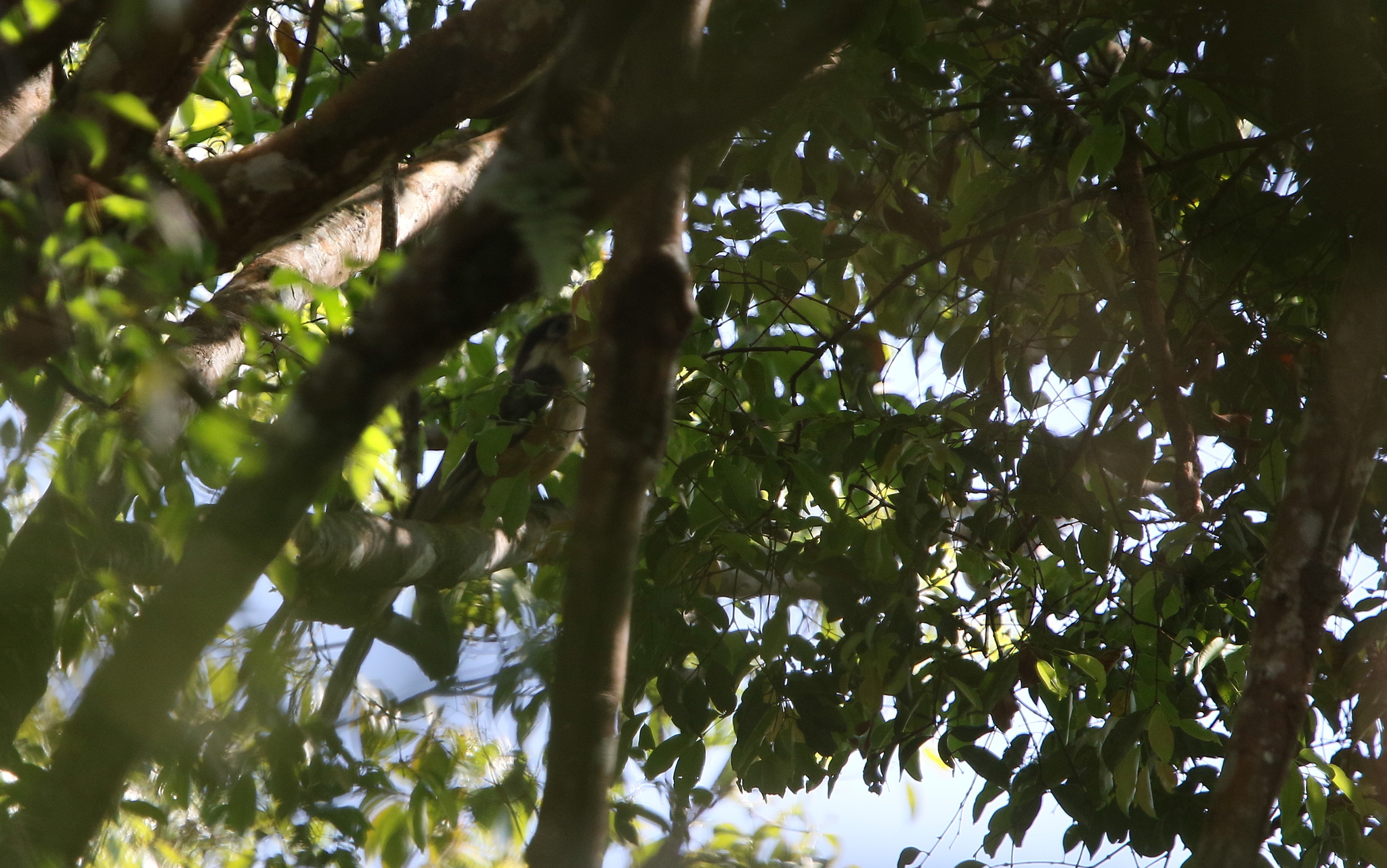 Austen's Brown Hornbill