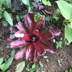 Neoregelia