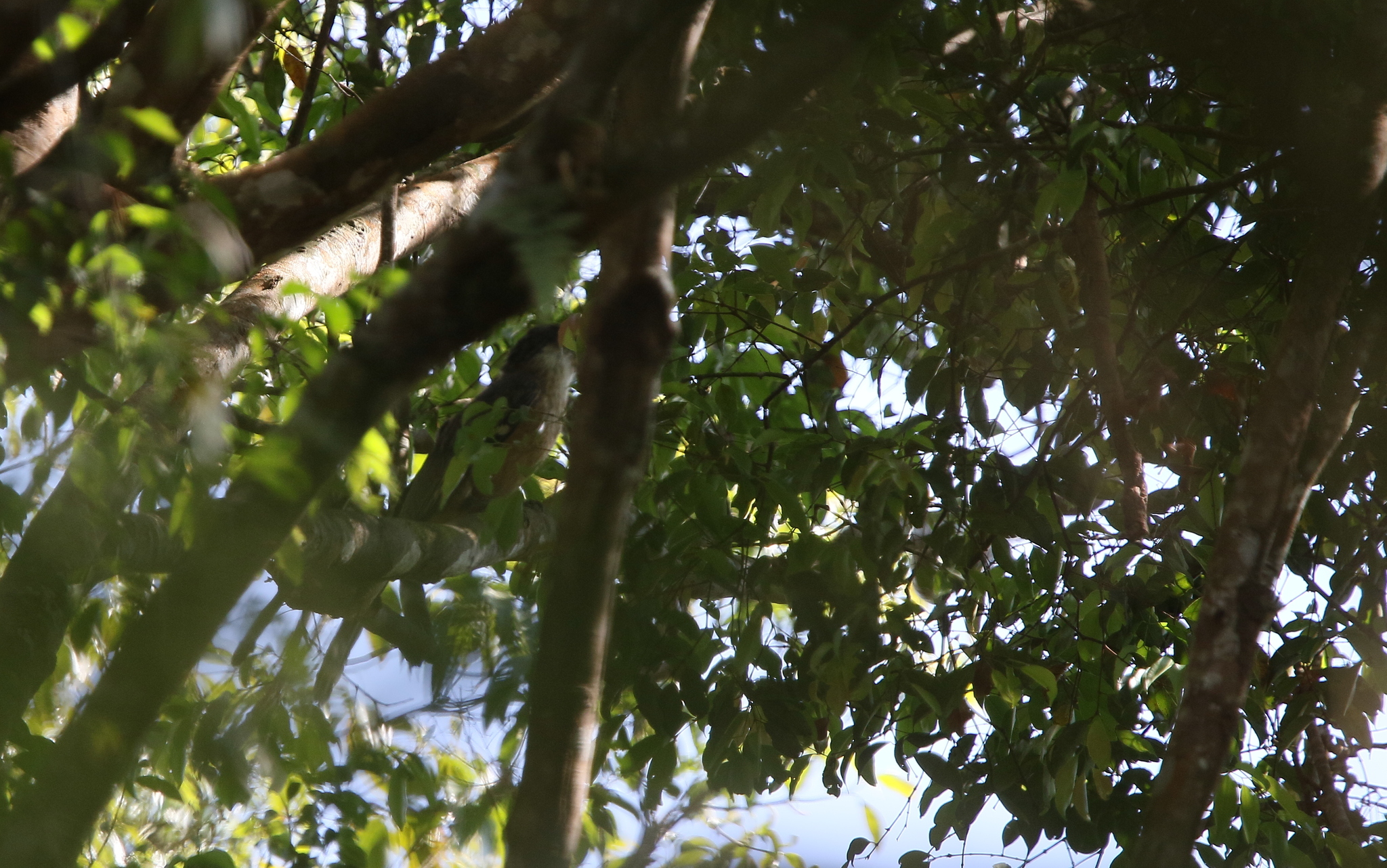 Austen's Brown Hornbill (Anorrhinus austeni), photo 10
