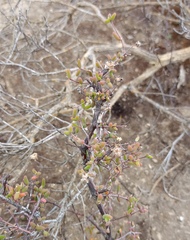Drosanthemum karrooense