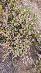 Ruschia approximata