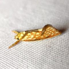 Crepidosceles chryserythra