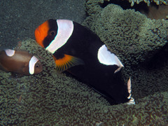 Amphiprion polymnus
