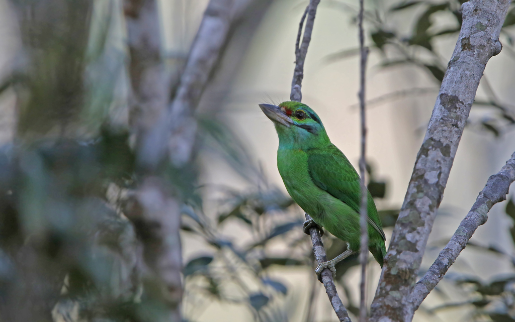 Moustached Barbet