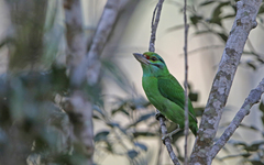 Moustached Barbet photo 1