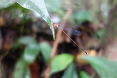 Amphicnemis