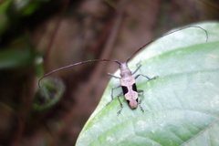 Epepeotes lateralis