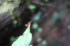 Amphicnemis