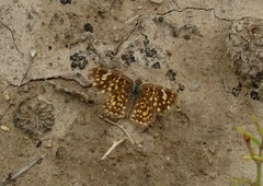 Phystis simois variegata