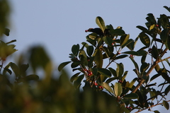 Ampeliceps coronatus