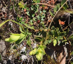 Liparia splendens comantha