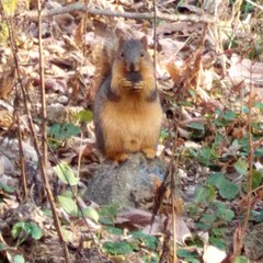 Sciurus niger