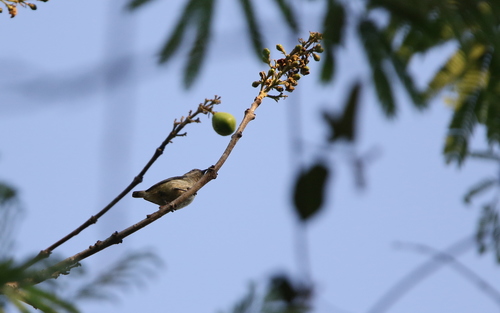 Cambodian Flowerpecker (Dicaeum cambodianum), photo 8
