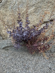 Penstemon clevelandii connatus