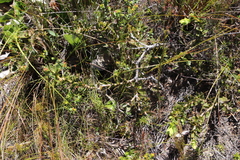 Liparia splendens comantha
