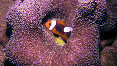 Amphiprion polymnus