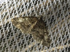 Pseuderannis lomozemia